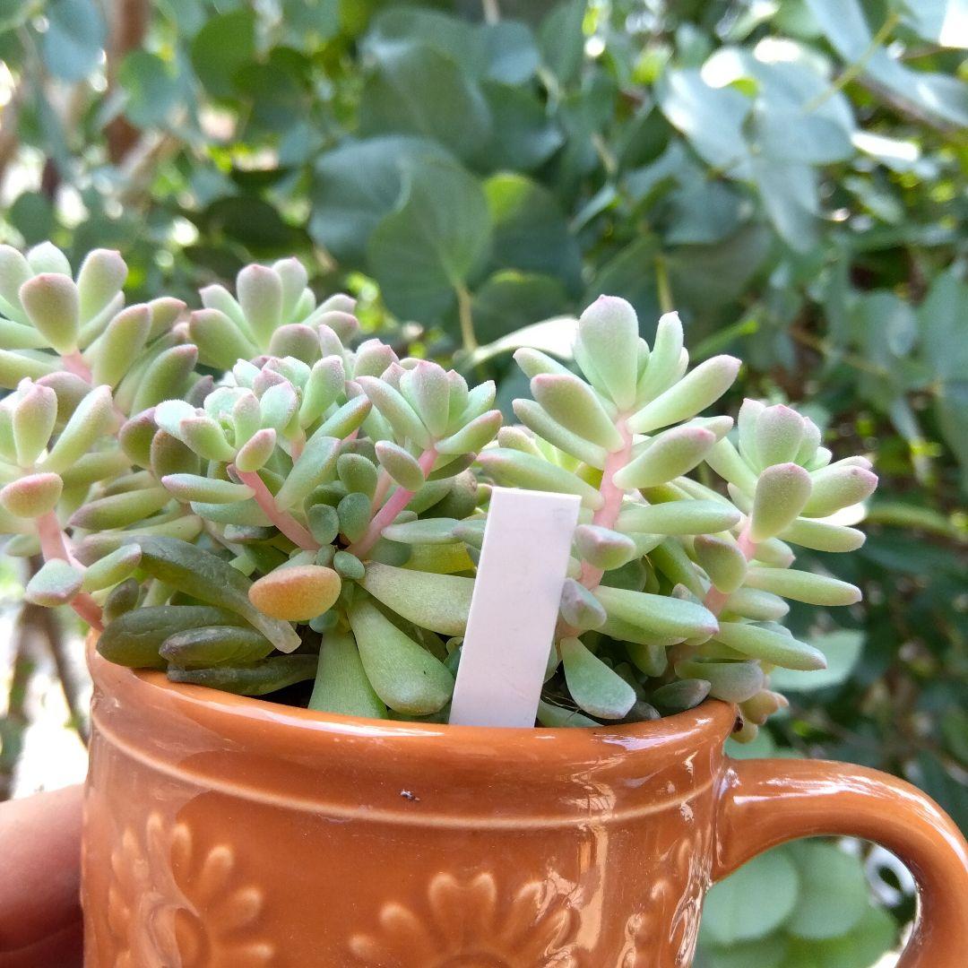 もりもり丼～✡️リンダリンダ✡️つぶつぶ可愛く 鉢ごと 多肉 寄せ植