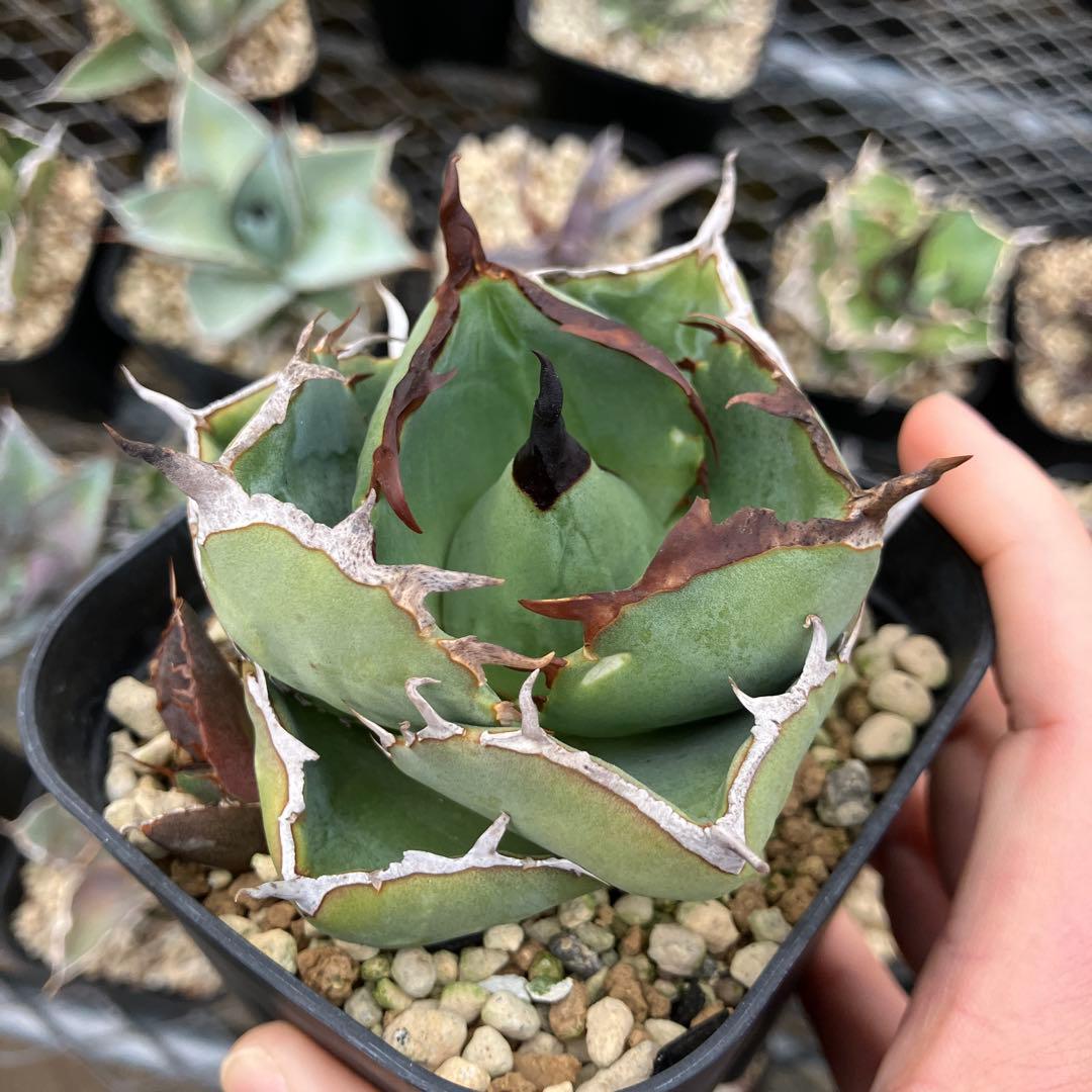 みっく　アガベ　3点