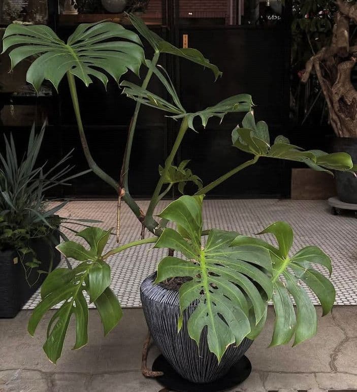 DOMANI ドマーニ 鉢カバー ブルーグレー