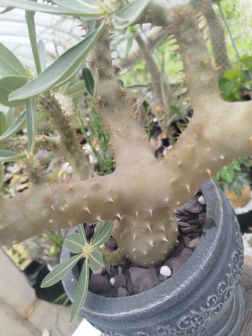 【実生15年／開花株】 パキポディウム・ブレビカウレ 大株・陶器鉢付き