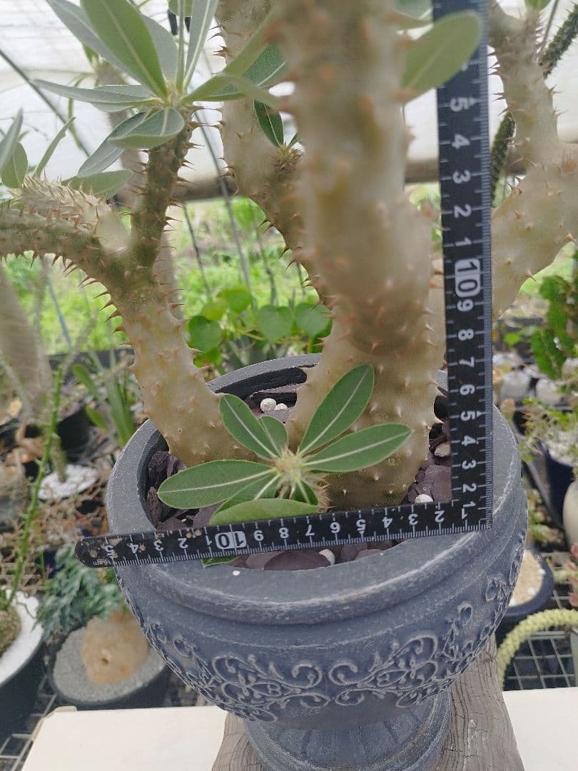 【実生15年／開花株】 パキポディウム・ブレビカウレ 大株・陶器鉢付き