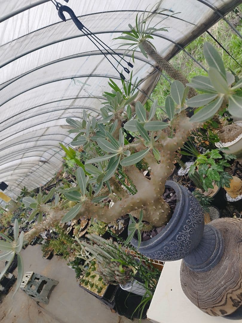 【実生15年／開花株】 パキポディウム・ブレビカウレ 大株・陶器鉢付き