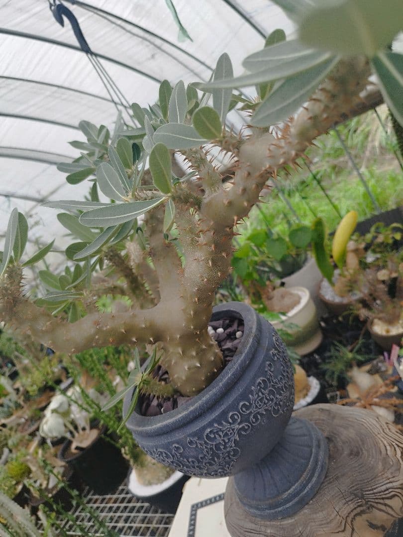 【実生15年／開花株】 パキポディウム・ブレビカウレ 大株・陶器鉢付き