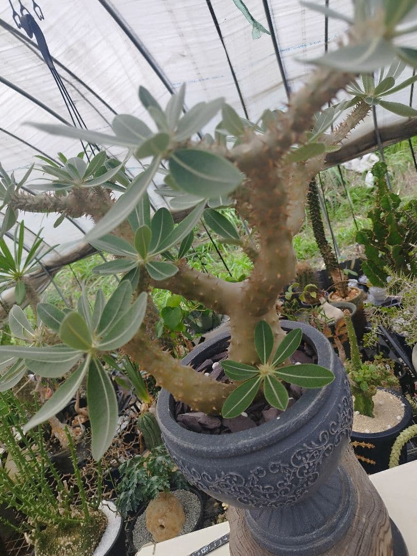 【実生15年／開花株】 パキポディウム・ブレビカウレ 大株・陶器鉢付き