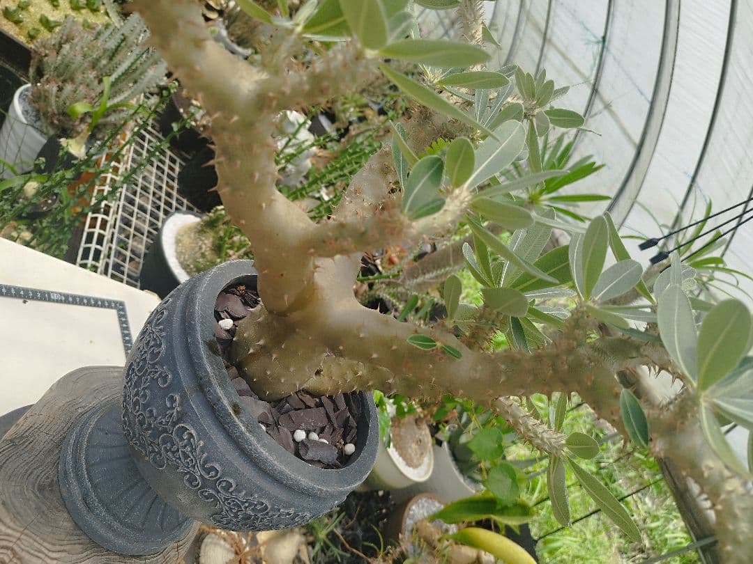 【実生15年／開花株】 パキポディウム・ブレビカウレ 大株・陶器鉢付き