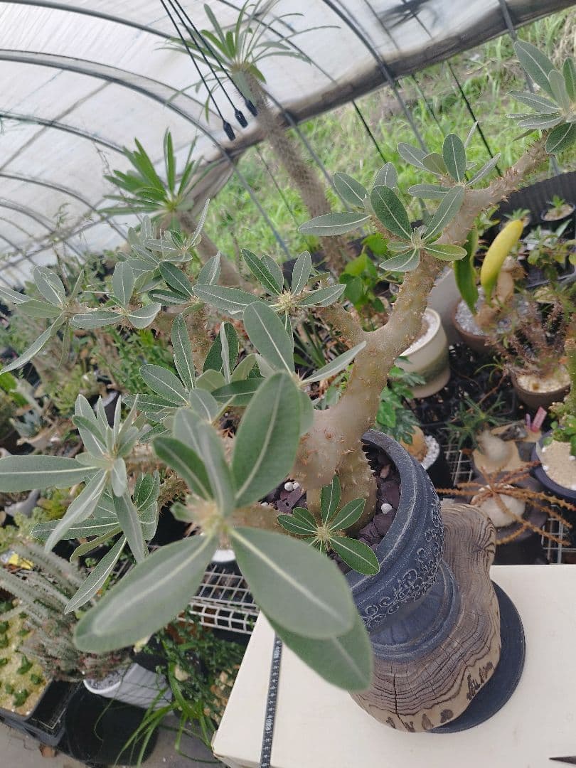 【実生15年／開花株】 パキポディウム・ブレビカウレ 大株・陶器鉢付き