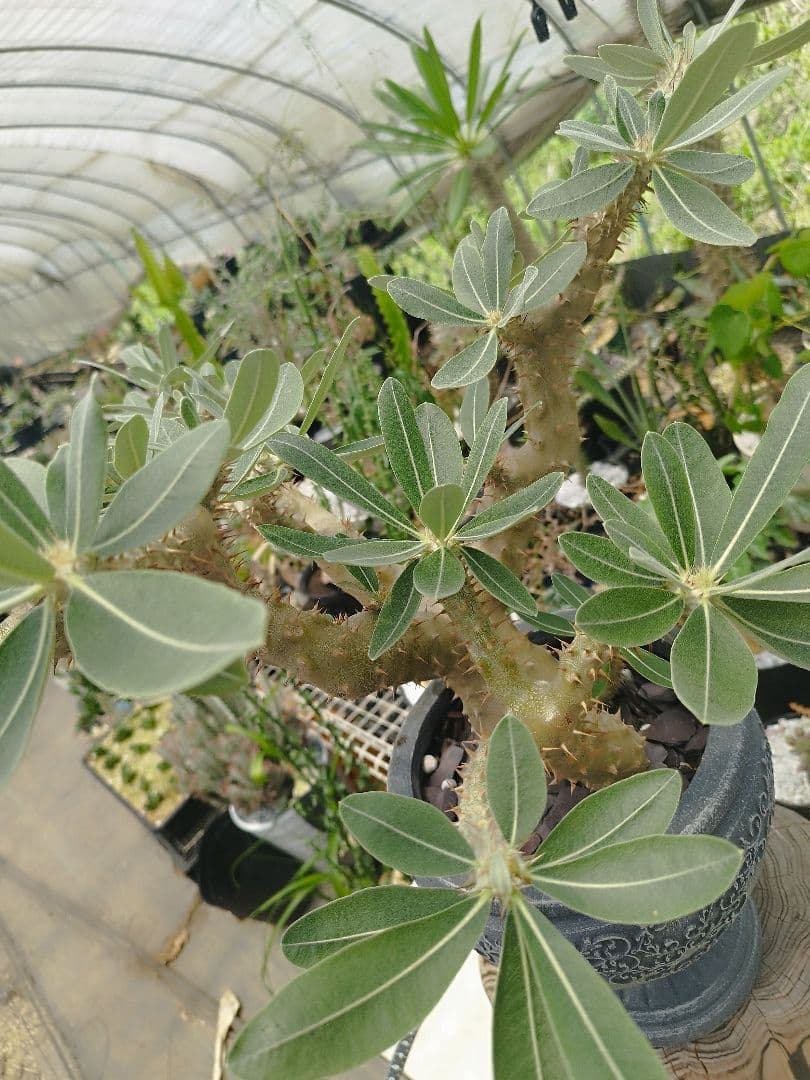 【実生15年／開花株】 パキポディウム・ブレビカウレ 大株・陶器鉢付き