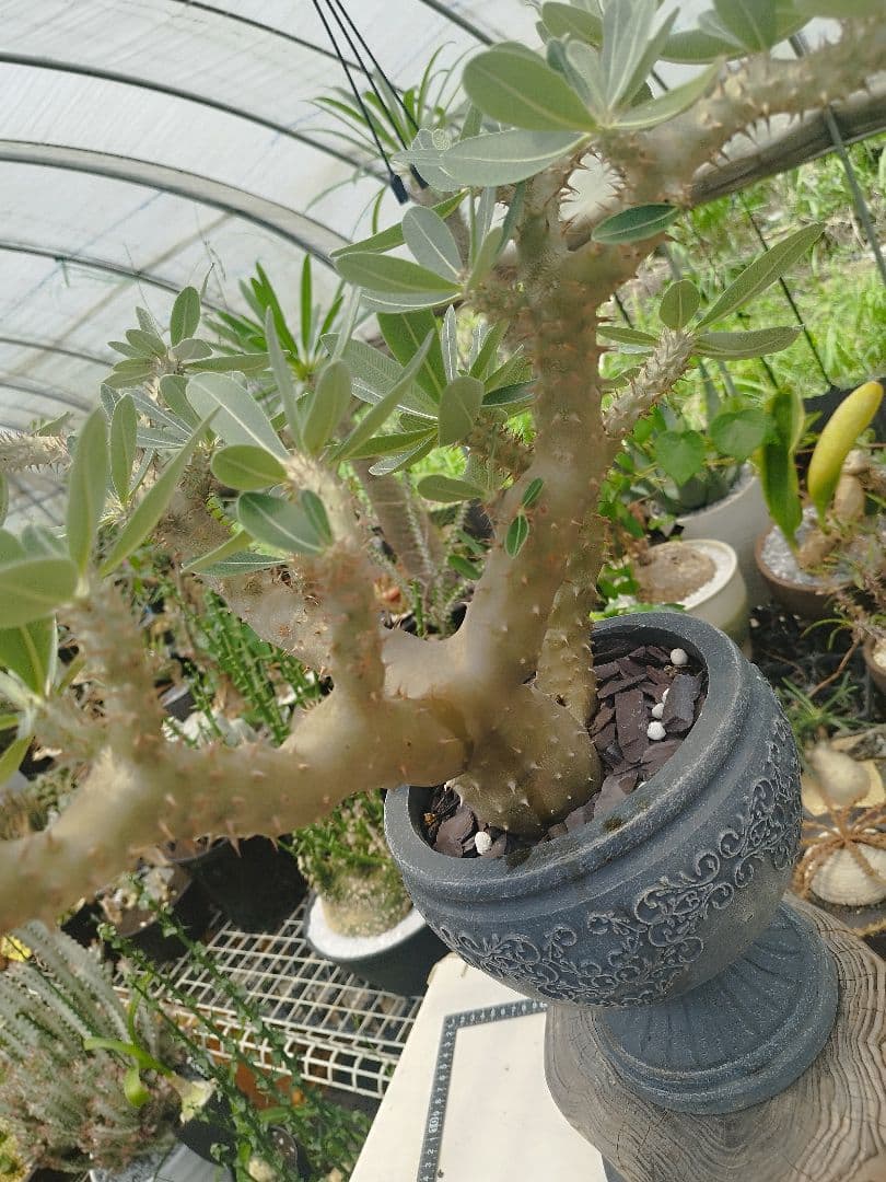 【実生15年／開花株】 パキポディウム・ブレビカウレ 大株・陶器鉢付き