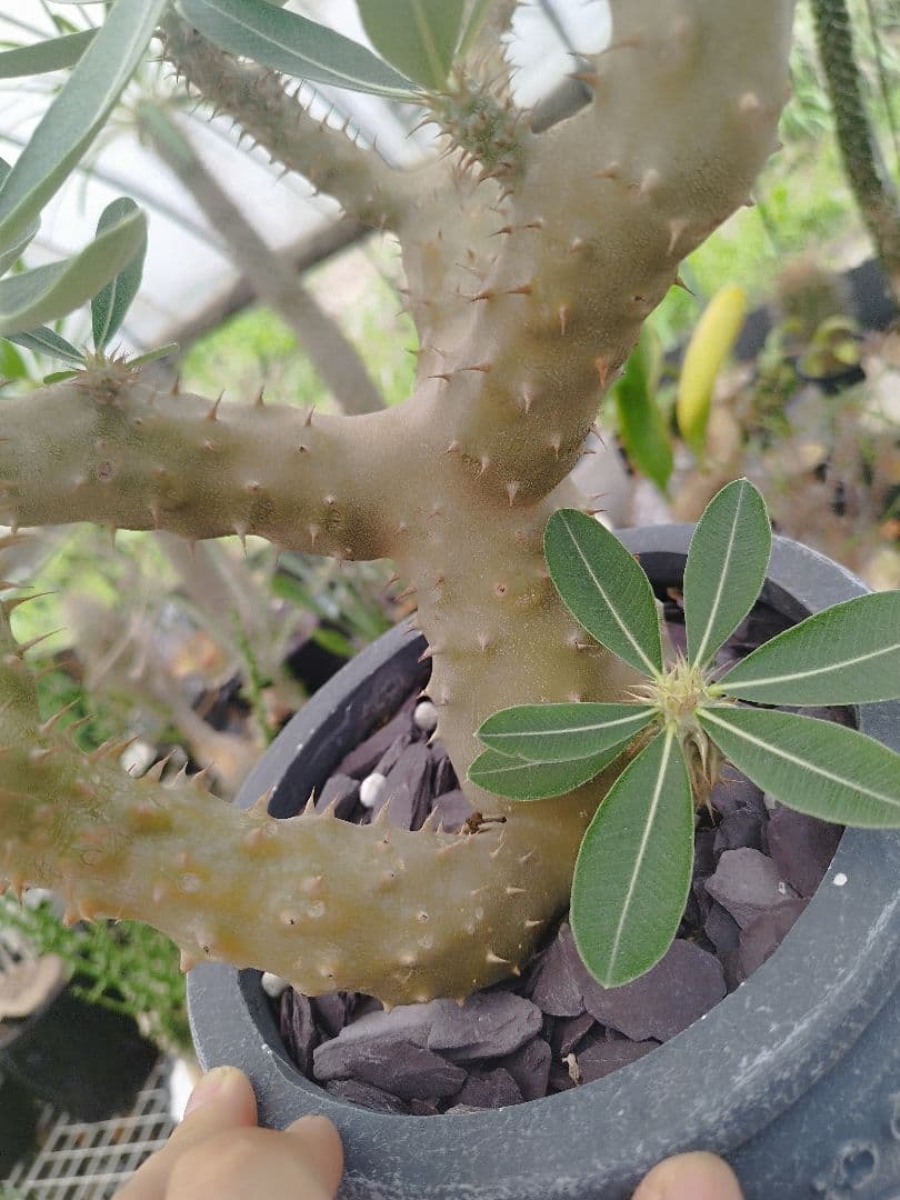 【実生15年／開花株】 パキポディウム・ブレビカウレ 大株・陶器鉢付き