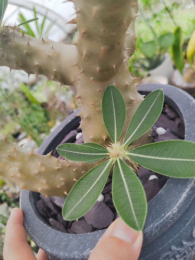 【実生15年／開花株】 パキポディウム・ブレビカウレ 大株・陶器鉢付き