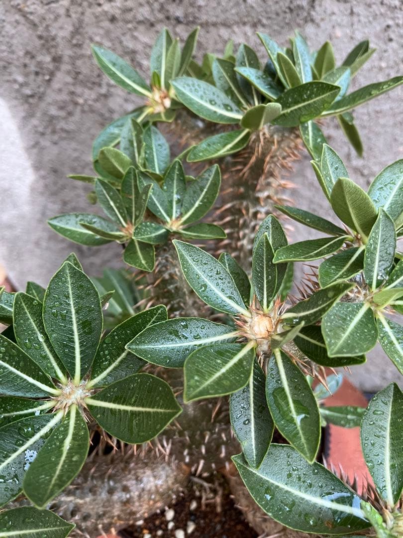 縁起物　※お値打ち※ 良型分岐  パキポディウム デンシカウレ 恵比寿大黒