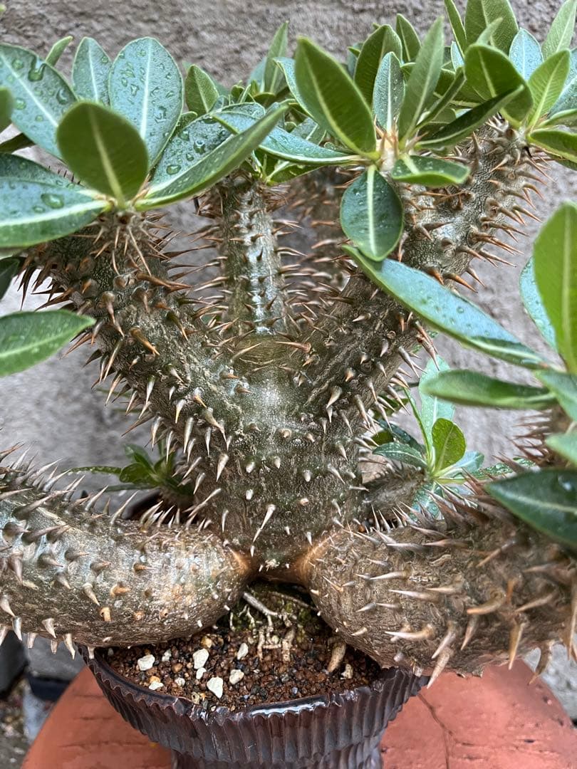 縁起物　※お値打ち※ 良型分岐  パキポディウム デンシカウレ 恵比寿大黒