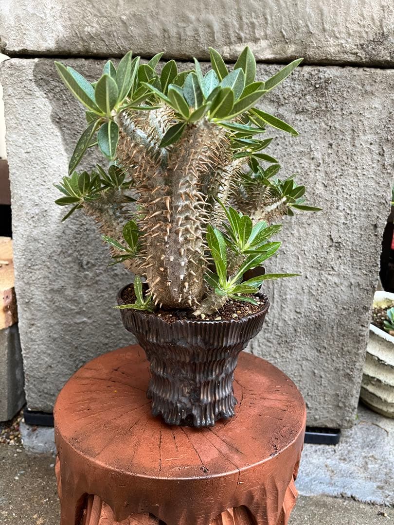 縁起物　※お値打ち※ 良型分岐  パキポディウム デンシカウレ 恵比寿大黒