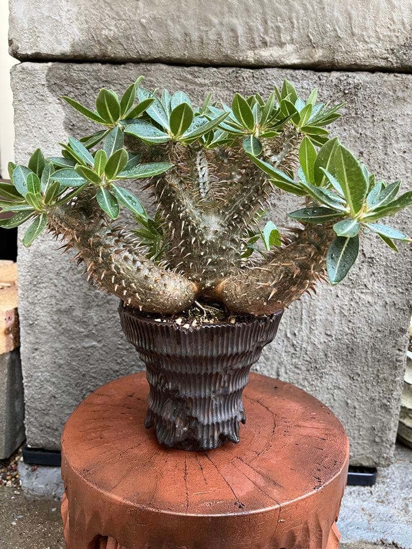 縁起物　※お値打ち※ 良型分岐  パキポディウム デンシカウレ 恵比寿大黒