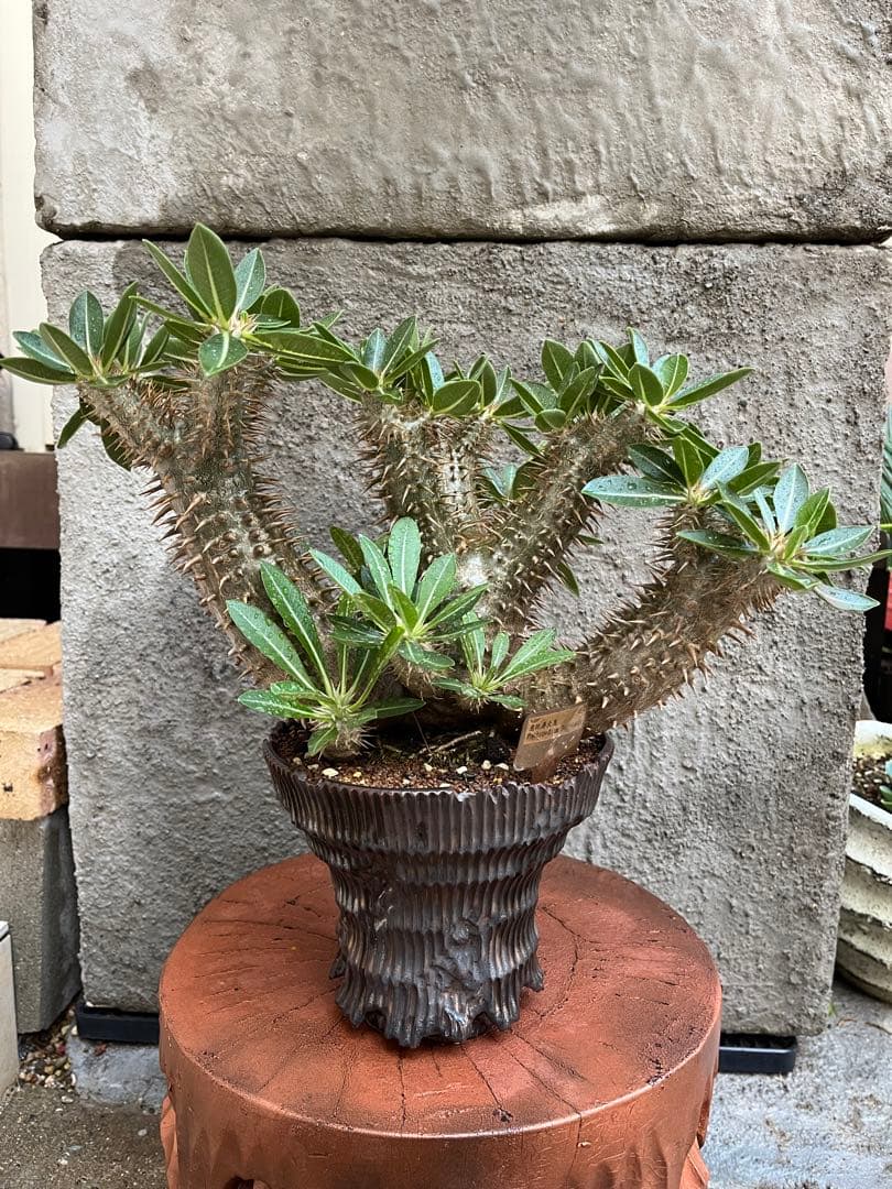 縁起物　※お値打ち※ 良型分岐  パキポディウム デンシカウレ 恵比寿大黒