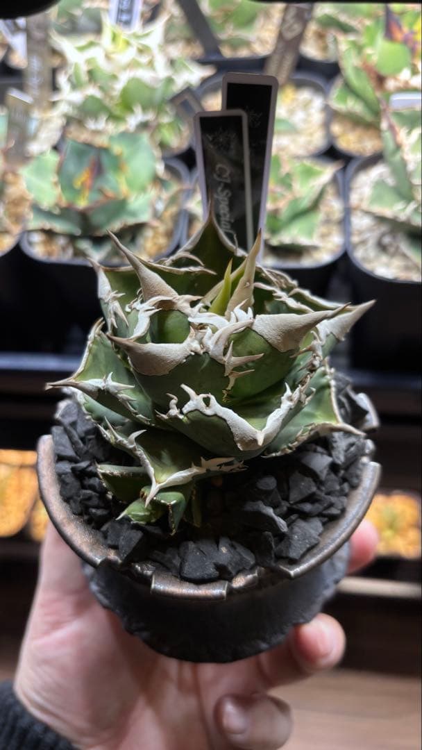 アガベ CJ-11 良型 アガベ CJ-11 子株のみ CJ Plants アガベ CJ-11 子株