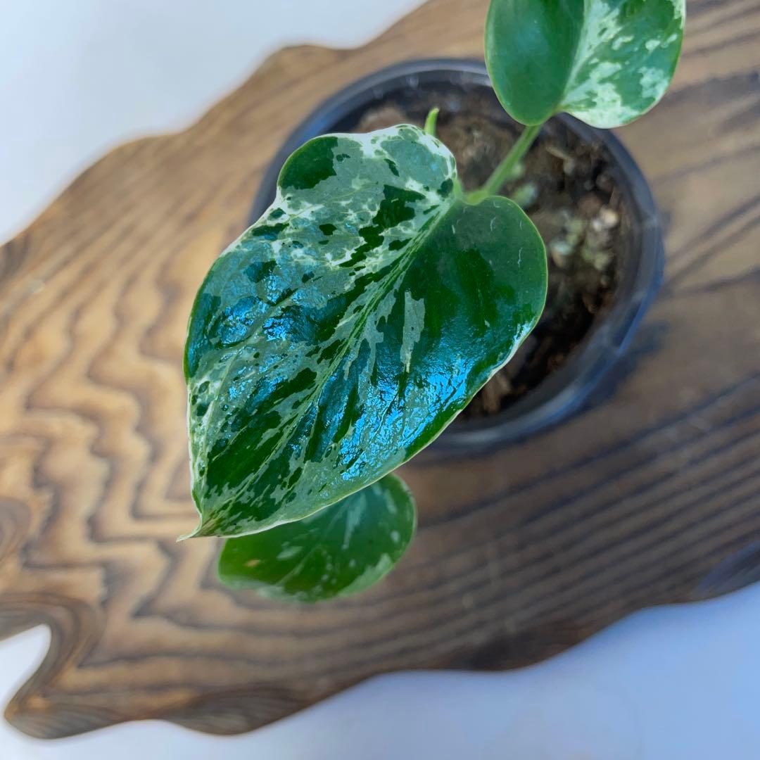 q19品種保証！斑入り保証！Bulbasaurモンステラ バルバソー フシギダネ