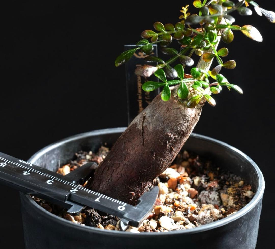 オペルクリカリアパキプス　【根挿し2年目】管理No.B