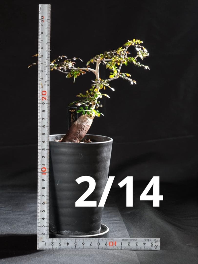 オペルクリカリアパキプス　【根挿し2年目】管理No.B