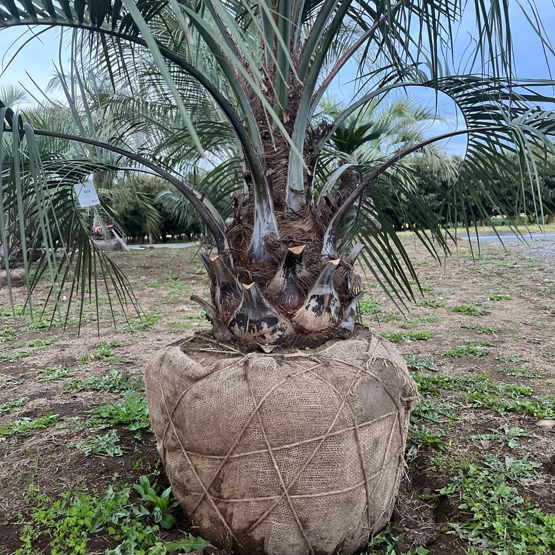 ヤシの木 中型サイズ