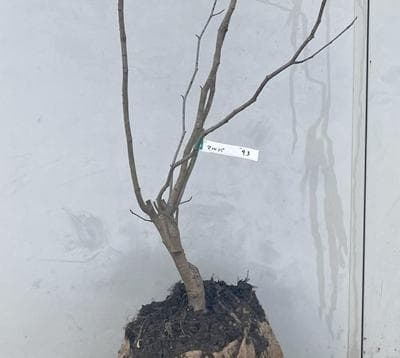 《現品》丸葉の木（マルバノキ）株立ち　樹高1.7ｍ（根鉢含まず）93【紅万作】