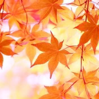 《現品》イロハモミジ　株立ち　樹高2.0ｍ（根鉢含まず）222【紅葉/苗木/植木