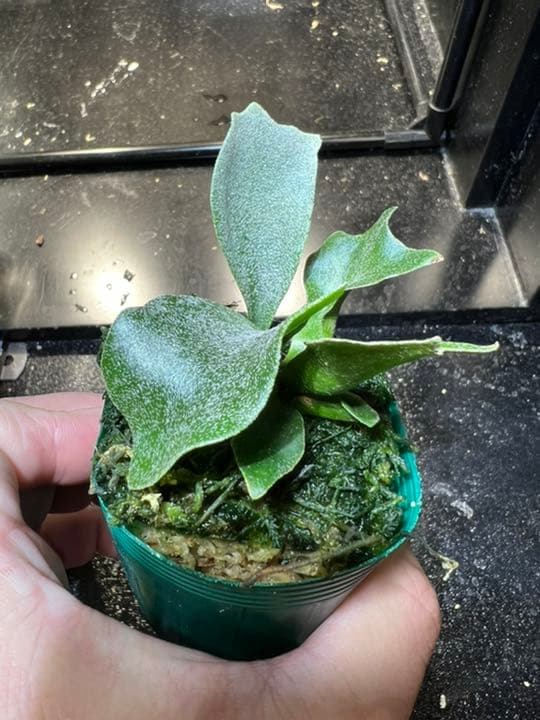 親株販売】ビカクシダE-1 OC / P.bifur sp white/白ビフ 親株販売