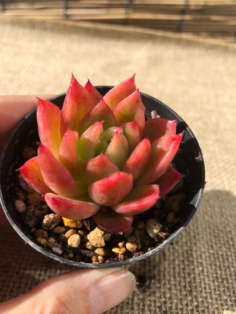 多肉植物 赤い子♡