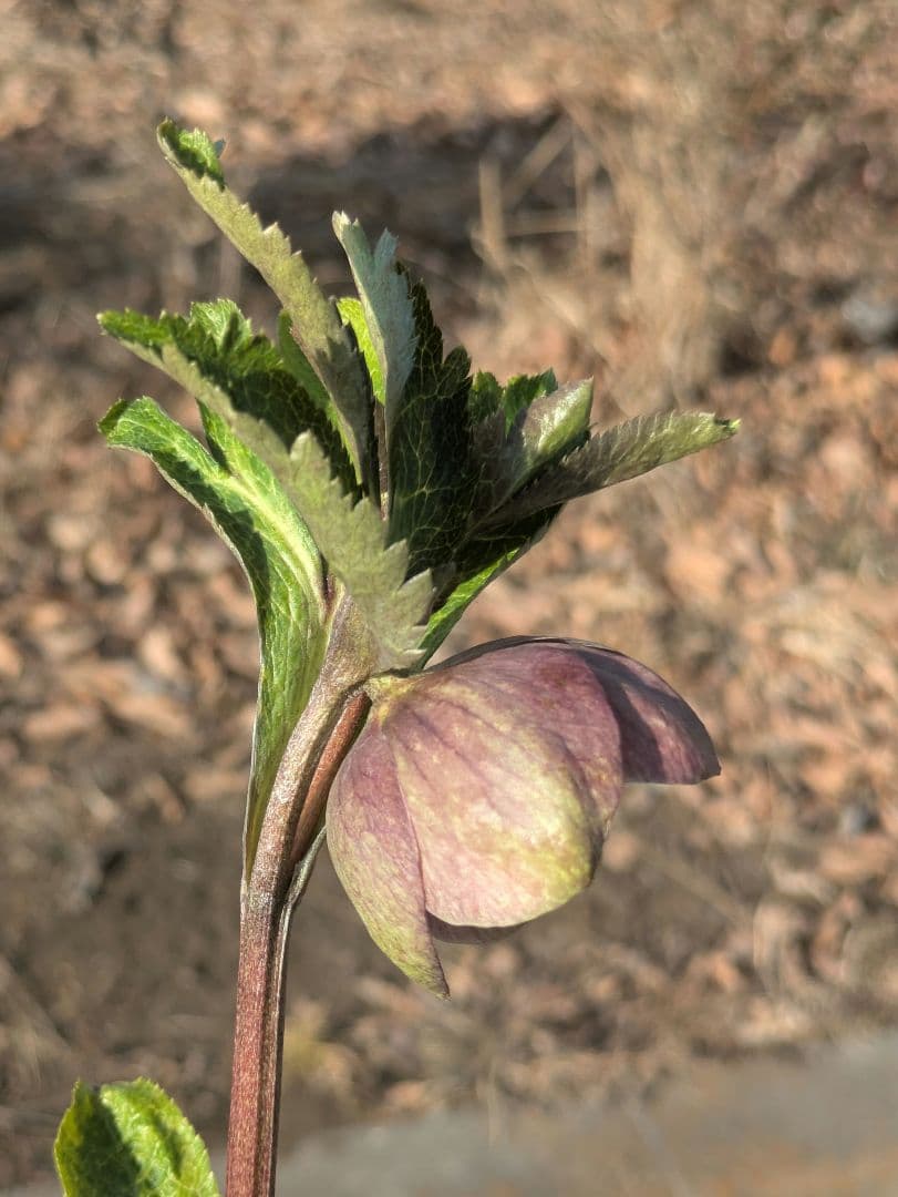大和園 クリスマスローズ｜激渋ブラウン系｜まるでブラウンパステ