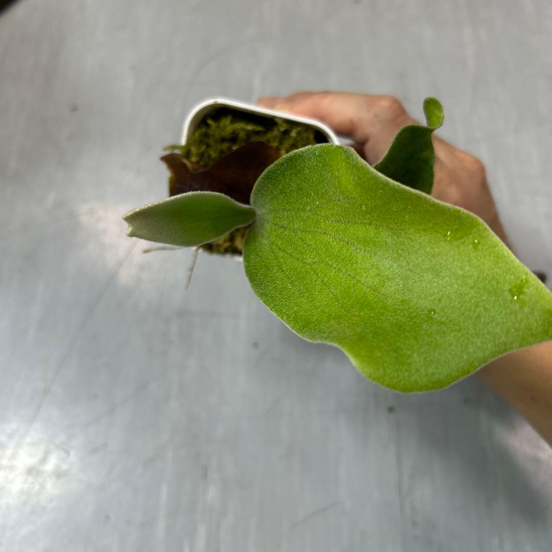 HAS.AR spore ビカクシダ ②