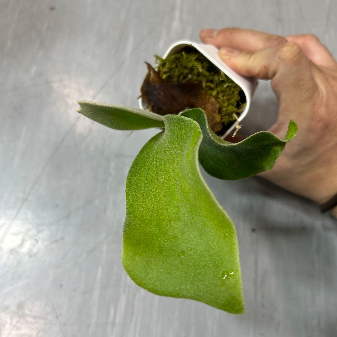 HAS.AR spore ビカクシダ ②