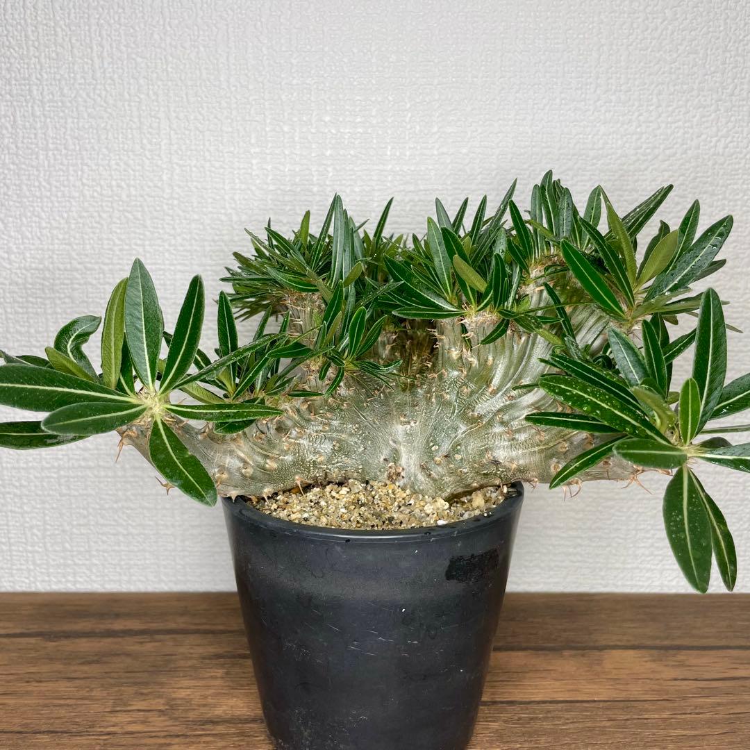 【非売品株放出/コレクター向け/扇状/綴化】 パキポディウム グラキリス