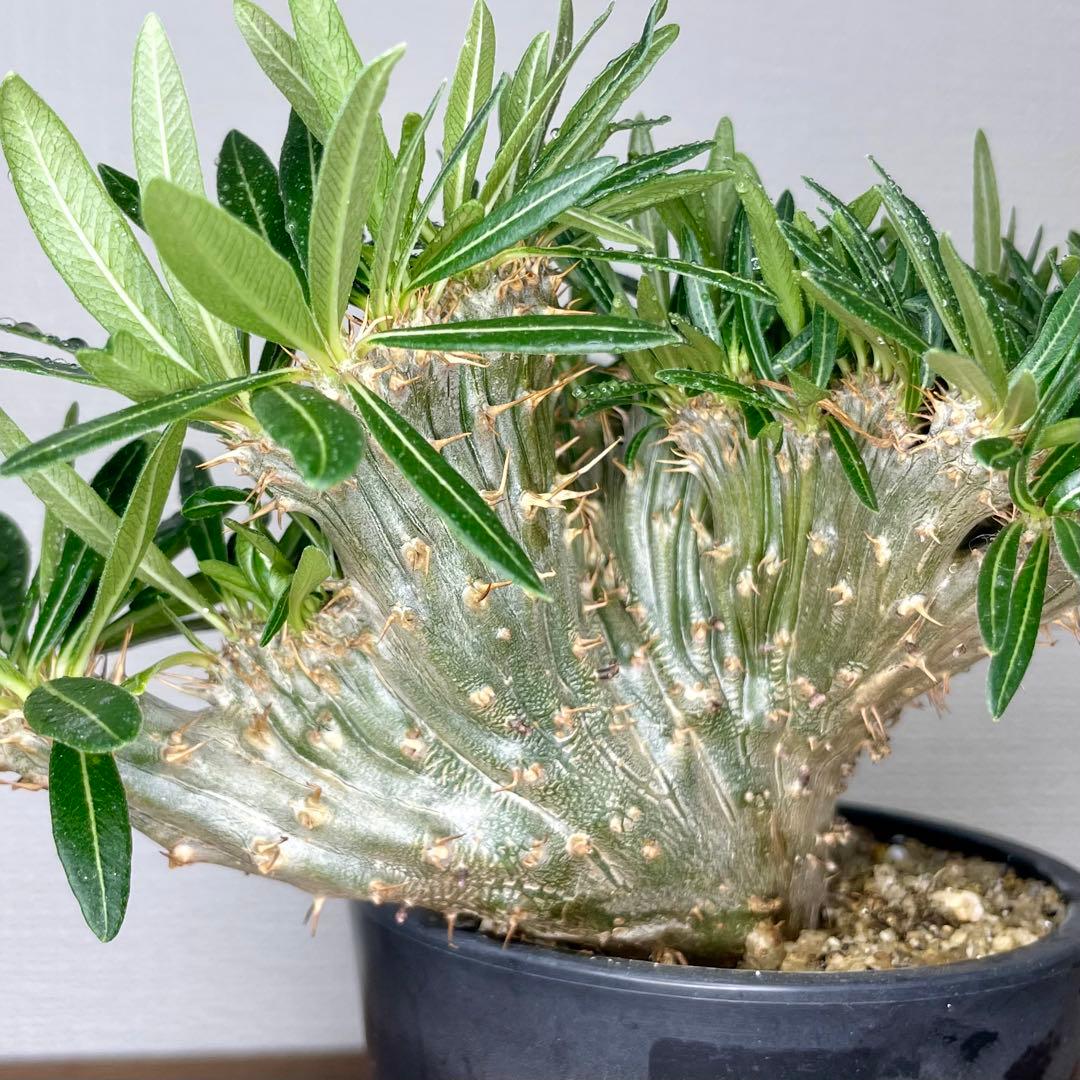 【非売品株放出/コレクター向け/扇状/綴化】 パキポディウム グラキリス