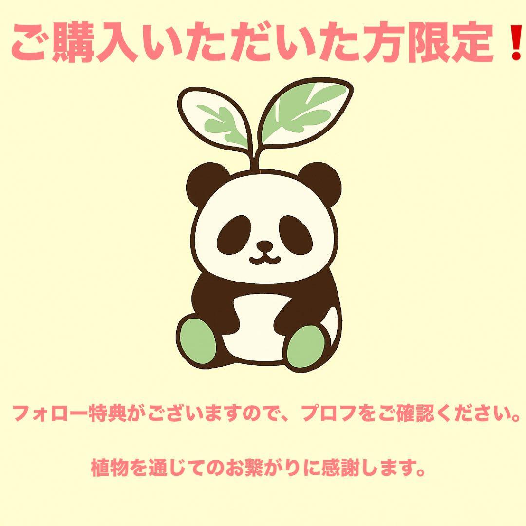 【非売品株放出/コレクター向け/扇状/綴化】 パキポディウム グラキリス