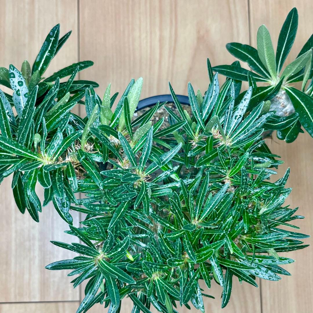 【非売品株放出/コレクター向け/扇状/綴化】 パキポディウム グラキリス