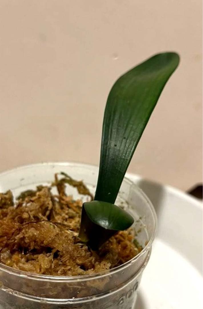 君子蘭(クンシラン) 交配大苗 (Y) 八弁八重咲き②✖️(縞ビコ