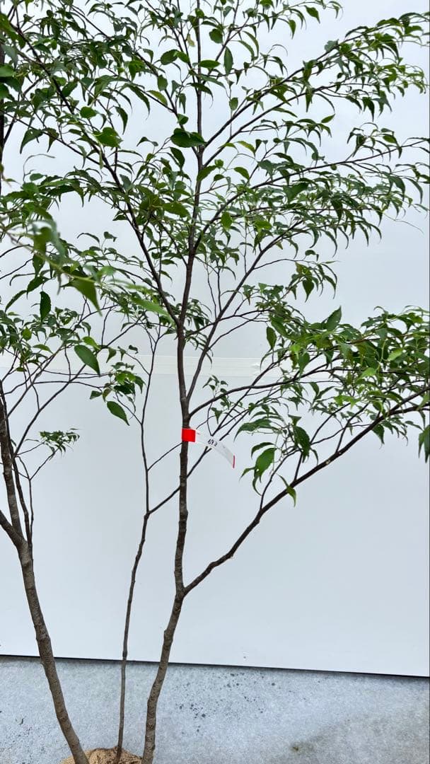 美しい樹形が魅力的 山採り ハイノキ 株立 693 樹高1.8m位 高級樹