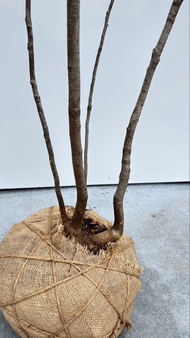 美しい樹形が魅力的 山採り ハイノキ 株立 693 樹高1.8m位 高級樹