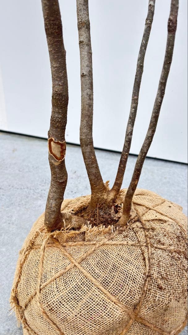 美しい樹形が魅力的 山採り ハイノキ 株立 693 樹高1.8m位 高級樹