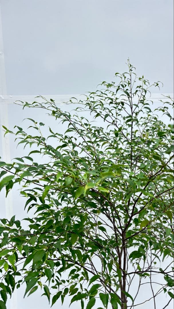 美しい樹形が魅力的 山採り ハイノキ 株立 693 樹高1.8m位 高級樹