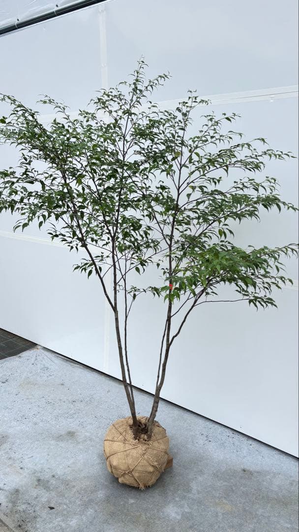 美しい樹形が魅力的 山採り ハイノキ 株立 693 樹高1.8m位 高級樹