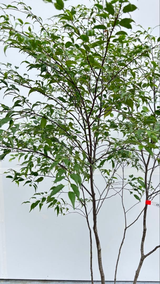 美しい樹形が魅力的 山採り ハイノキ 株立 693 樹高1.8m位 高級樹