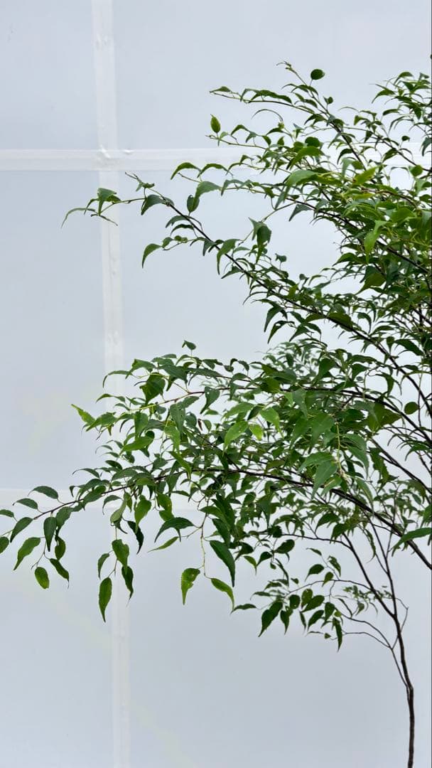 美しい樹形が魅力的 山採り ハイノキ 株立 693 樹高1.8m位 高級樹