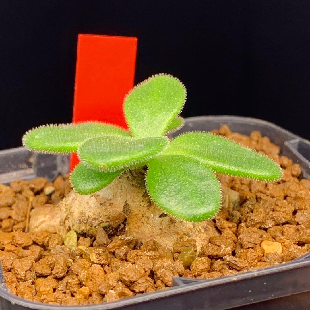 レア実生！ アトロプルプレウス チレコドン 多肉植物 塊根植物 - メルカリ