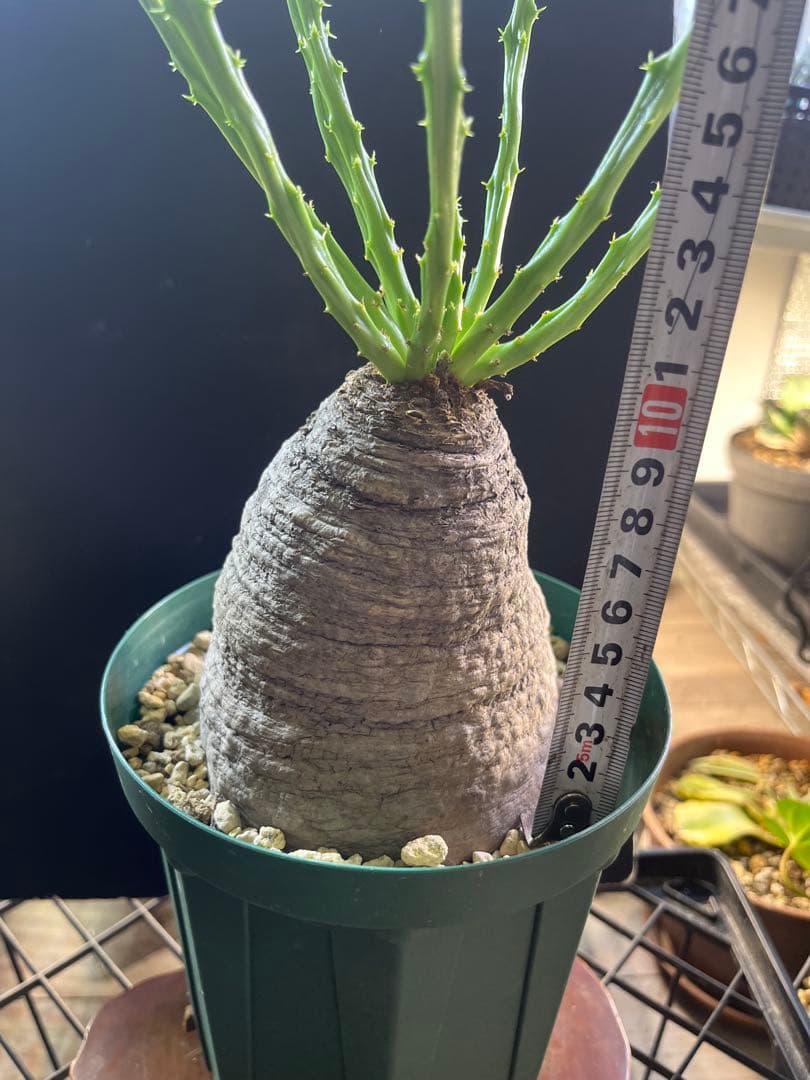 ユーフォルビア　デシドゥア