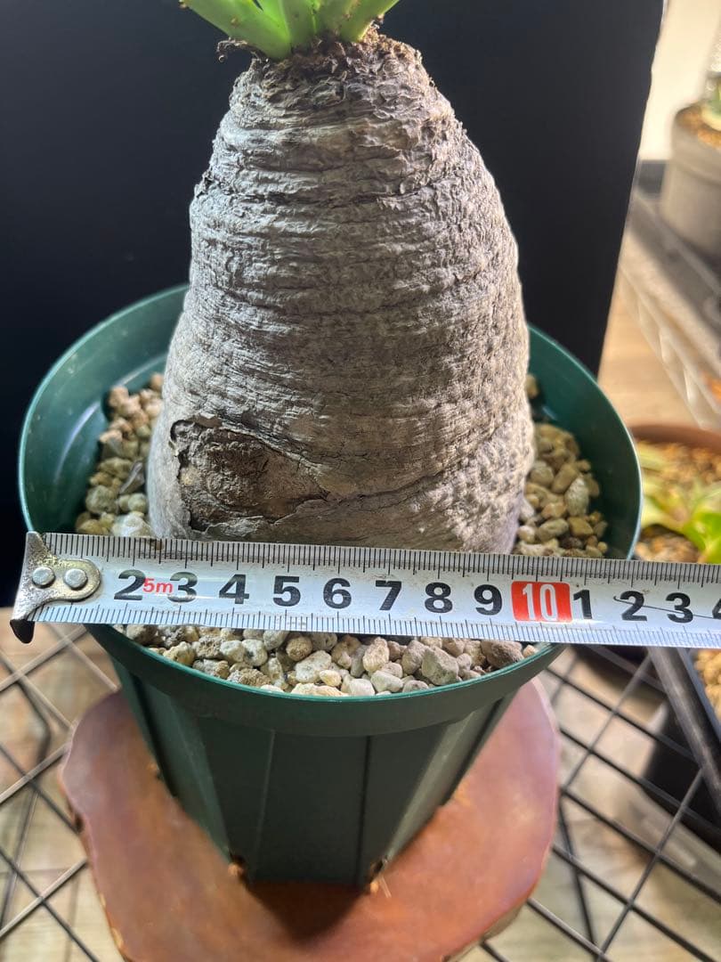 ユーフォルビア　デシドゥア