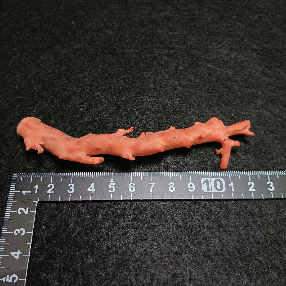 Y2678-4 国産桃色珊瑚原木 珊瑚 総重量32.5g 太軸