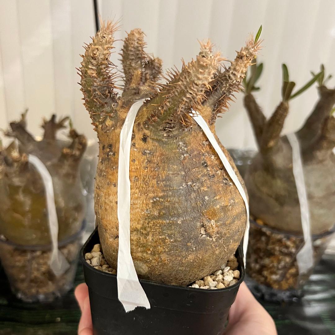 発根済み 良株◎ パキポディウム グラキリス 現地球