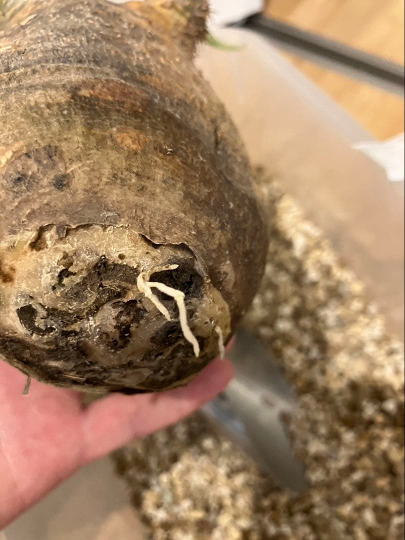 発根済み 良株◎ パキポディウム グラキリス 現地球