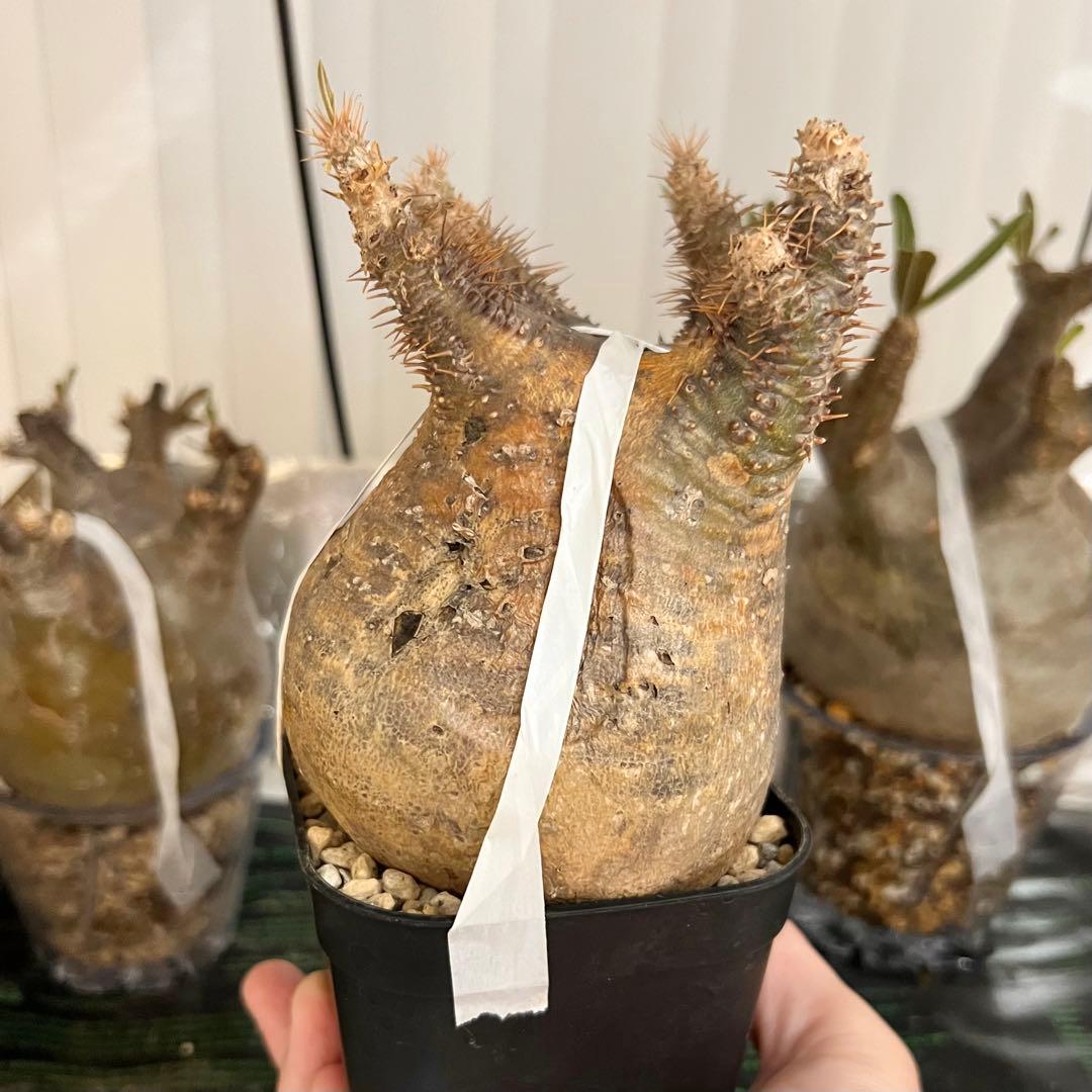 発根済み 良株◎ パキポディウム グラキリス 現地球